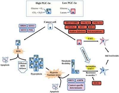 Deciphering the Dichotomous Effects of PGC-1α on Tumorigenesis and Metastasis